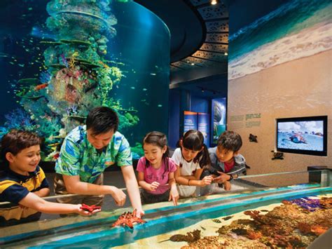 Sea Aquarium With 1 Way Transfer Attractions And Passes Tours