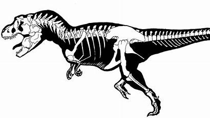 Rex Dinosaur Skeleton Coloring Fossil Tyrannosaurus Deviantart