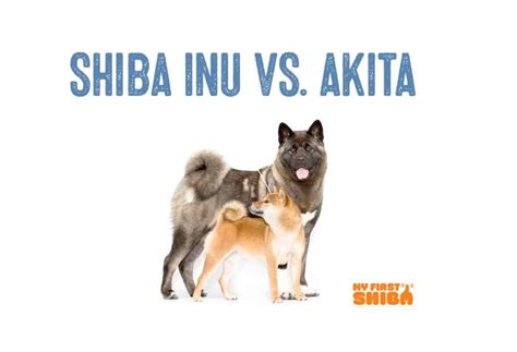 Shiba Inu Vs Akita Inu Whats The Difference My First Shiba Inu