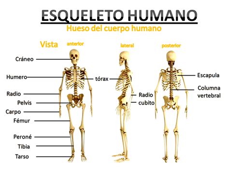 Te Has Preguntado Cuantos Huesos Tiene El Cuerpo Humano