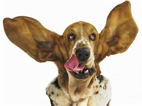 Basset Hound With Ears Flying Photograph By Gandee Vasan Pixels