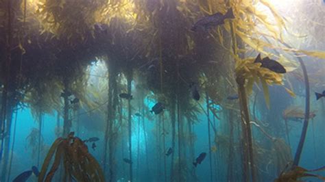 Kelp Forest Off Norcal Coast Is Almost Gone Satellite Images Reveal