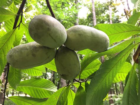 How To Identify Pawpaw Trees Where To Find Edible Wild Fruits — Good