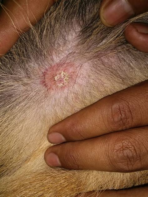 Ringworm In Dogs How To Spot Treat And Prevent Az Animals