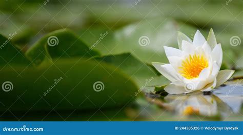 White Lotus With Yellow Pollen On The Surface Of The Pond Stock Photo