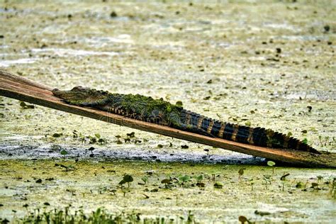 Alligator Sunning On A Log In Swamp Stock Image Image Of Head Tree