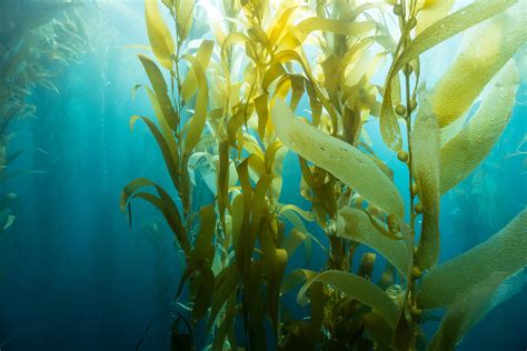 Seaweed Could Be The Key To A Sustainable World Researchers Say