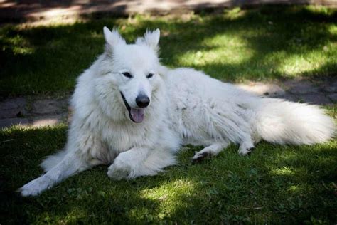 Are White German Shepherds Purebred Get The Facts World Of Dogz