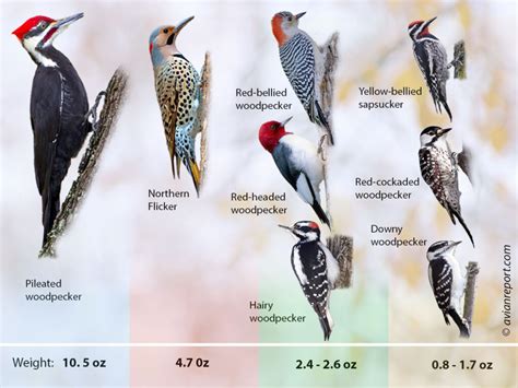 All 9 Woodpeckers Of Louisiana Custom Id Images Calls Facts