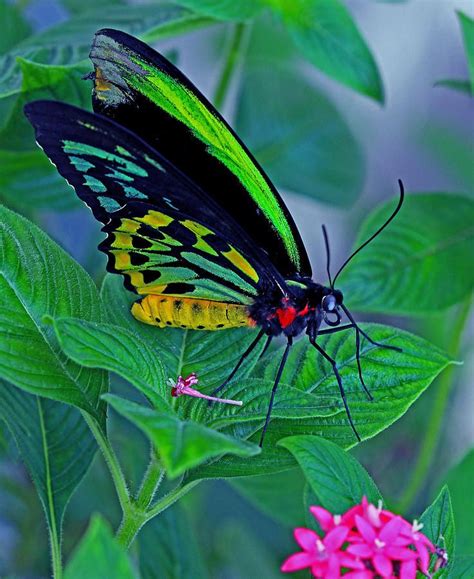 Rainbow Butterfly By Larry Nieland Beautiful Butterflies Rainbow