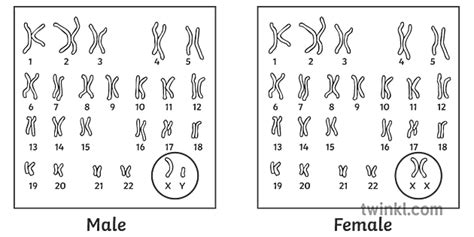 Human Karyotype Male Female Comparison Diagram Sex Genetic Genes Gender