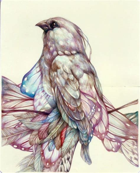 Marco Mazzoni Bird Art Color Pencil Art Color Pencil Drawing