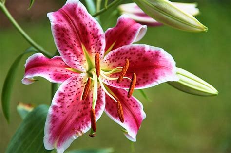 Flower Facts Types Of Lilies Flower Meaning And More Orchid Republic