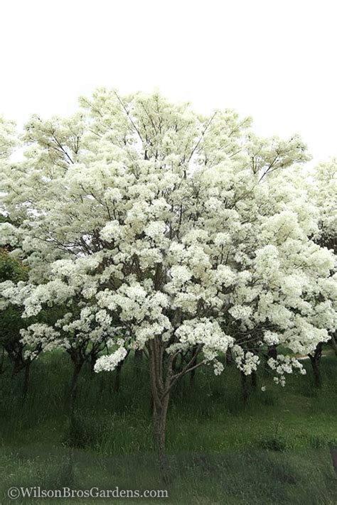 Buy Chine Fringe Trees Free Shipping Chionanthus Retusus For Sale