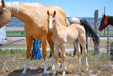 Roan River Ranch Quarter Horses 2004 Palomino Shining Spark