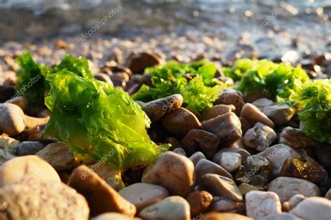 Ulva Un Género De Algas Verdes Marinas De La Familia Ulvaceae Muchas