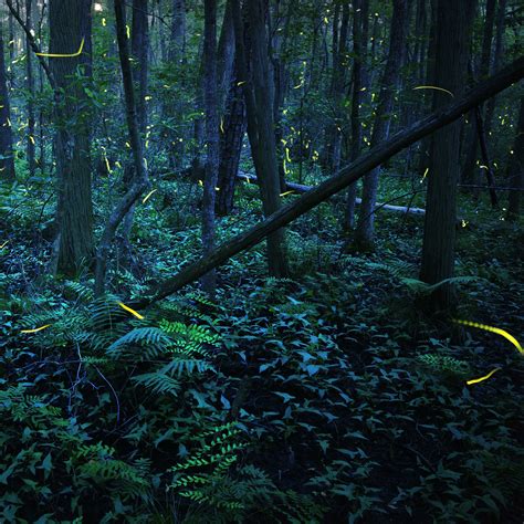 Firefly Conservation Xerces Society