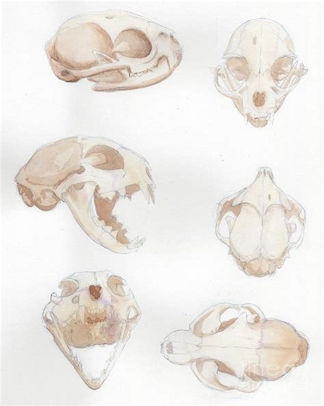 Bobcat Skull Photograph By Elena Hartleyelabartsscience Photo Library