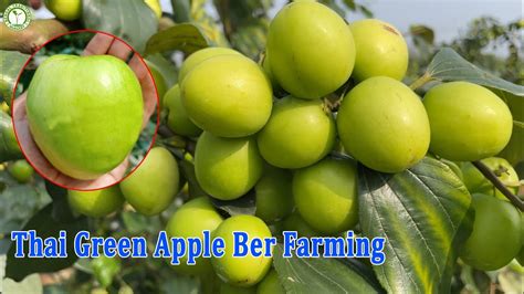 Thai Green Apple Ber Farming Apple Ber Ki Kheti Contect 9333227579 Youtube