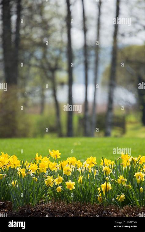 Daffodils In Bloom Flower Bed Spring Scene Stock Photo Alamy