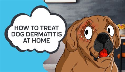 How To Treat Dog Dermatitis At Home Dermatitis Dog Organization Dogs