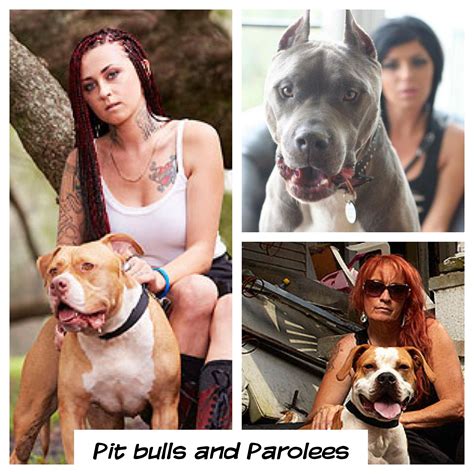 Collection 90+ Pictures Pitbulls And Parolees Pictures Of The Dogs Sharp