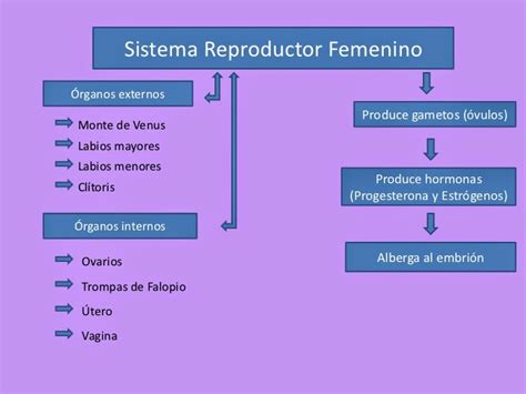 Cuadro Comparativo Del Sistema Reproductor Masculino Y Femenino 71820