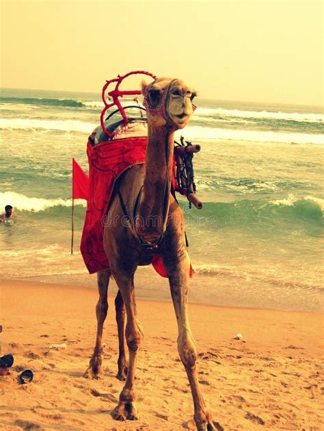 beach camel editorial image image of india beach ashish 46993525