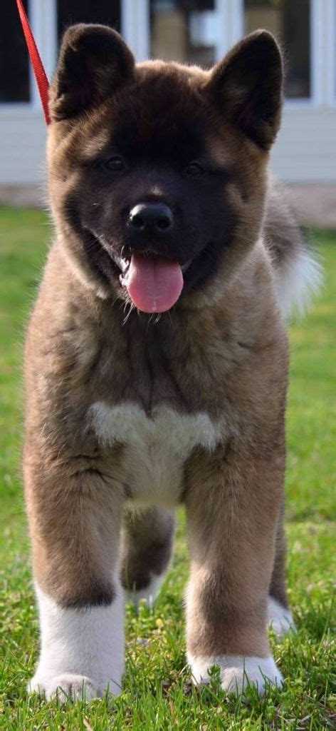 Beautiful 🐾🐾 Cute Dogs And Puppies American Akita Dog Cute Dogs