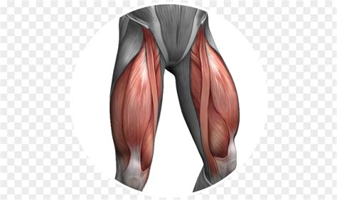 Hack Quadriceps Femoris Muscle Femur Anterior Cruciate Ligament Joint Png Image Pnghero