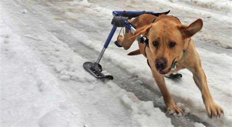 Accessorize Your Dog Wheelchair And Get Ready For Winter