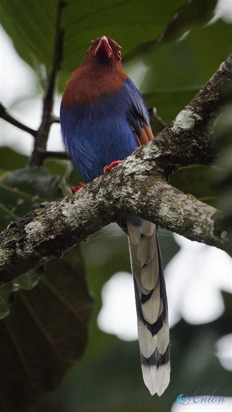 Dsc9157 Sri Lanka Blue Magpie Urocissa Ornata 43cm Gen Flickr