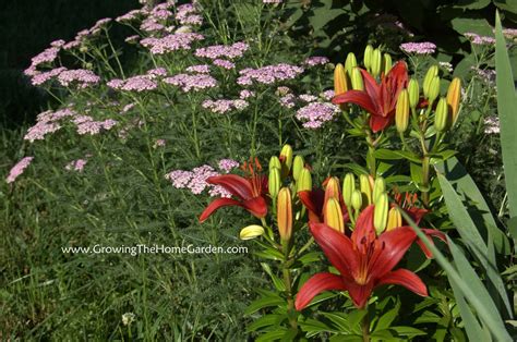 Cool Combos Achillea And Asiatic Lily Growing The Home Garden