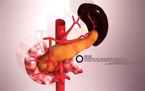 Pancreas And Spleen Stock Illustration Image Of Dissection 35589356