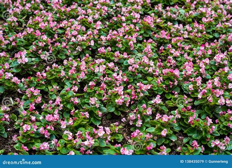 Pink And White Flowers In Garden Filling Frame View Of Garden In