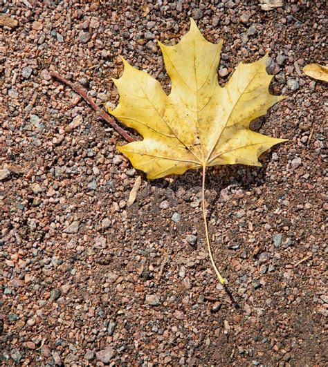 Autumn Maple Leaf On The Ground Stock Image Image Of Autumnal Color