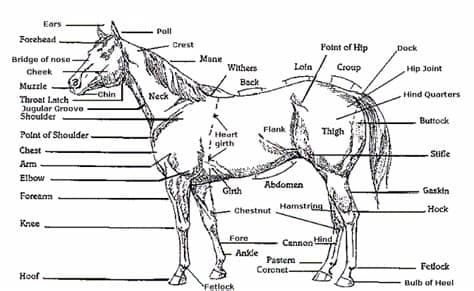 Horse Anatomy Pictures-Think Like a Horse-Rick Gore ...