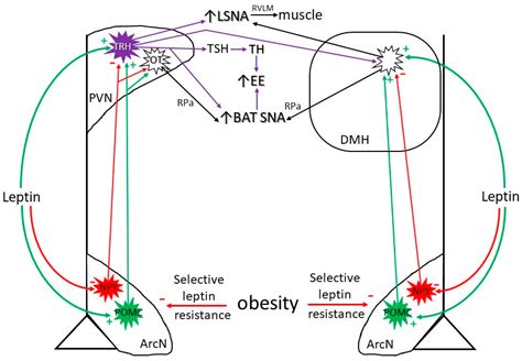 ijms free full text leptin increases physiological roles in the control of sympathetic