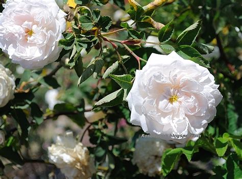 Nov 30, 2019 · hybrid tea roses, a cross between hybrid perpetual and old fashioned tea roses, are the most popular rose in the world. A Rose is a Rose...: Old Garden Roses: Albas
