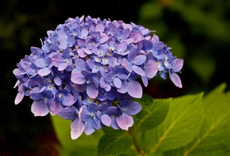 Hydrangea | Hydrangea purple, Panicle hydrangea, Hydrangea ...