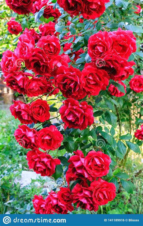 Beautiful Red Blooming Rose Flower Bush Home Decorations