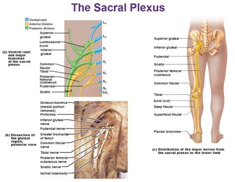 The Sacral Plexus Anterior And Posterior Divisions Peripheral Nervous