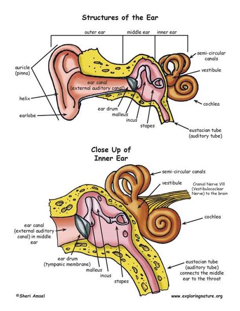 Hearing And The Structure Of The Ear Ear Anatomy Ear Structure