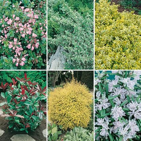 Hardy Evergreen Shrub Collection
