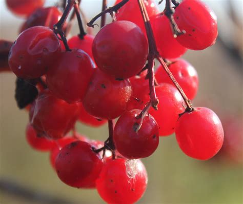Red Berries Image Free Stock Photo Public Domain Photo Cc0 Images
