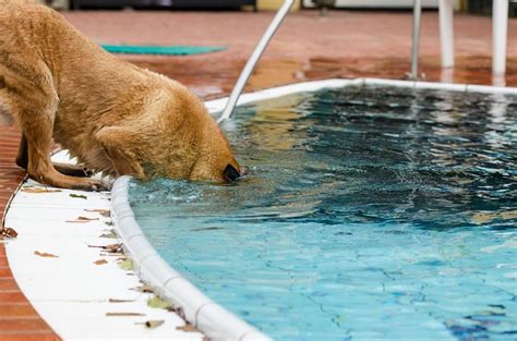 Dogs will often drink things that they shouldn't. Chlorine 101: Are Chlorinated Pools Safe For Your Dog ...