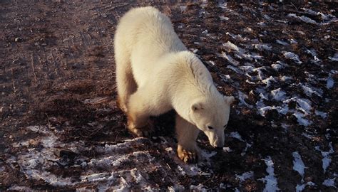 Snow Safari Seeing Polar Bears In The Wild Huffpost Life
