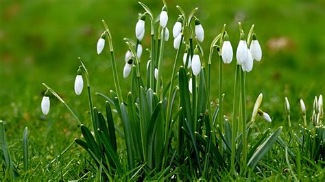 Download 1920x1080 Wallpaper Spring Plants Snowdrop Flowers Full Hd