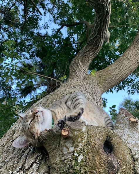 Update Cats Who Mastered The Art Of Sleeping In Trees 3 Lipstick Alley