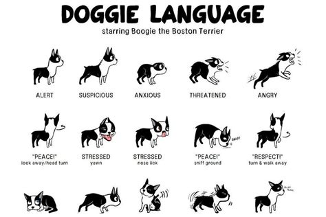 Canine Body Language A Lesson In Understanding Your Labrador Dog